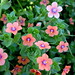Kim Murdock Photo 37