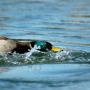 James Blakeley Photo 5