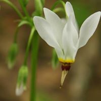 Rebecca Fowler Photo 38