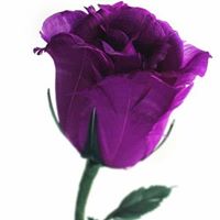 Erika Falcon Photo 3