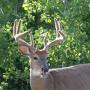 Crystal Bourque Photo 12