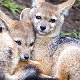 Allison Crowe Photo 23