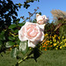 Rose Morning Photo 7