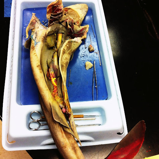 Pamela Wilkins Photo 27