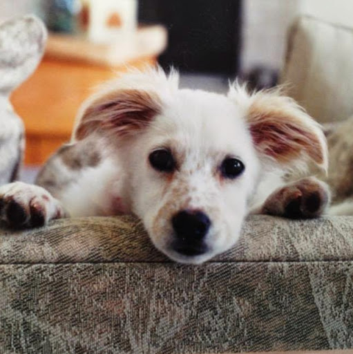 Susan Jensen Photo 44