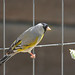 Lawrence Bird Photo 11