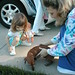 Stacey Thornton Photo 12