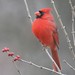 David Cardinal Photo 19