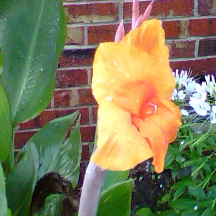 Donna Mercer Photo 7