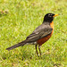 Robin Lord Photo 35