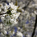 Jonathan Blume Photo 14