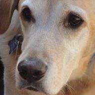 Susan Costello Photo 12