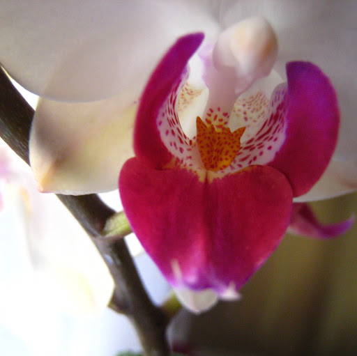 Dana Hunter Photo 17