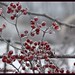 Vernon Rose Photo 22