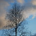 William Forst Photo 16