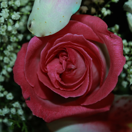 Annette Miles Photo 15