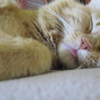 Patti Mercer Photo 12