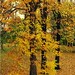 Jeannie Maple Photo 8