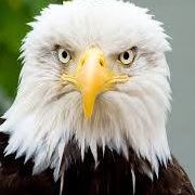 Joshua Hembree Photo 12