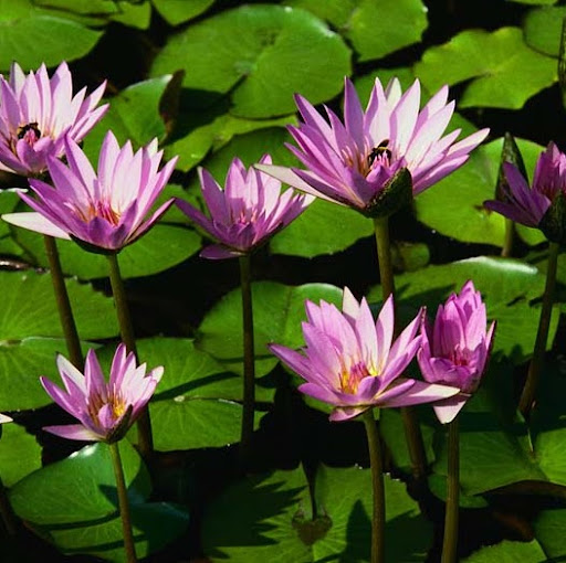 Annmarie Campbell Photo 27