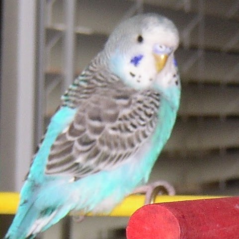 Ann Freese Photo 3