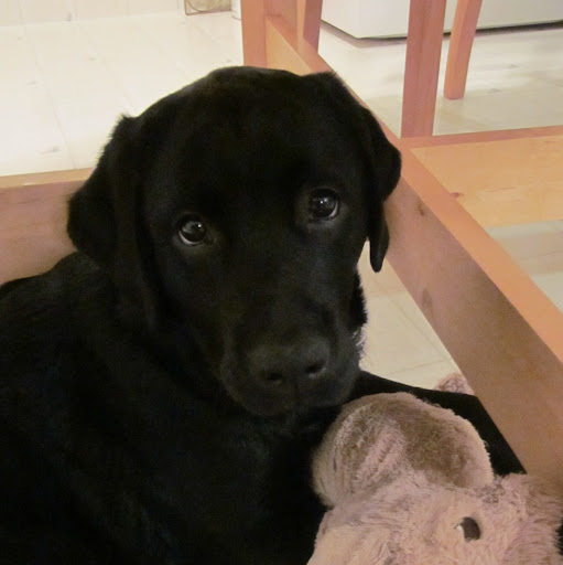 Tracey Donaldson Photo 5