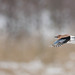 Jay Carr Photo 18