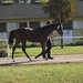 Laura Witte Photo 18