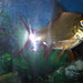 Barb Fish Photo 21