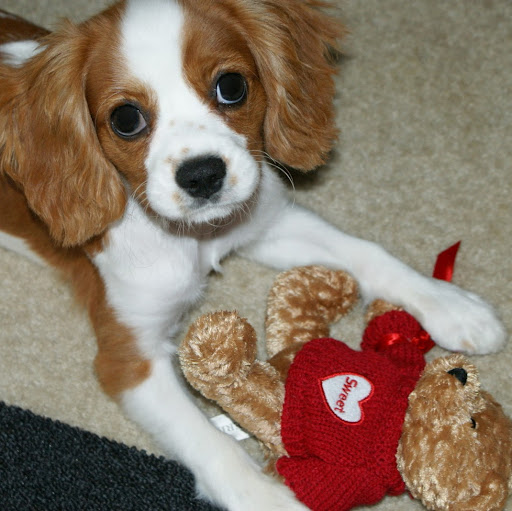 Tiffany Bell Photo 45