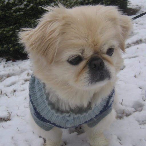 Theresa Tran Photo 7