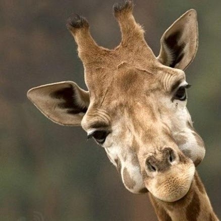 Lu Chen Photo 21 Lu Chen Photo 21