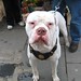 Billy Bailey Photo 44