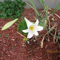 Florence Copeland Photo 14