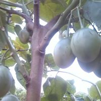 Manuel Macia Photo 8