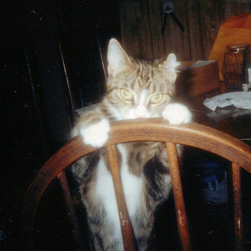 Susan Hogan Photo 37