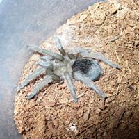 Teresa Mcwilliams Photo 25