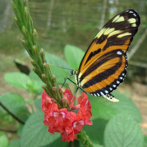 Grace Cordero Photo 8