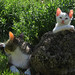 Alice Richards Photo 18