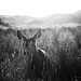 Dawn Greer Photo 26