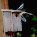 Brian Murphy Photo 33