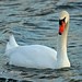 Jack Swan Photo 10