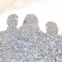 Elizabeth Mosier Photo 10