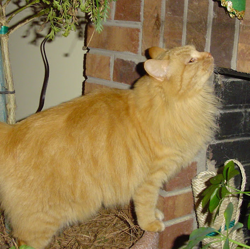 Peggy Pierce Photo 18