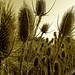 Jose Rosas Photo 37