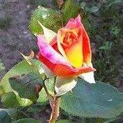 Rita Mcdaniel Photo 20