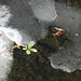 Shelley Frost Photo 37
