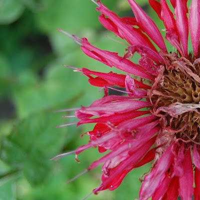 Sara Schneider Photo 34