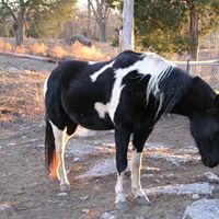 Robin Chance Photo 12