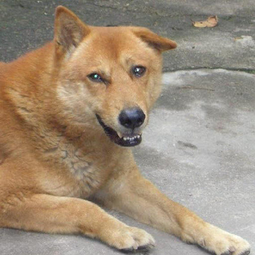 Danny Cheung Photo 34